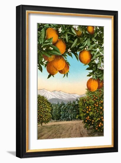 Orange Grove with Mountains in Background-null-Framed Art Print