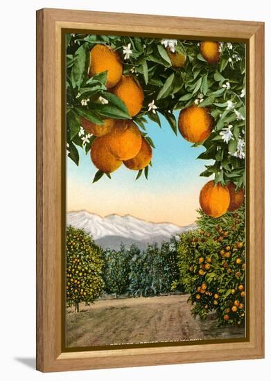 Orange Grove with Mountains in Background-null-Framed Stretched Canvas