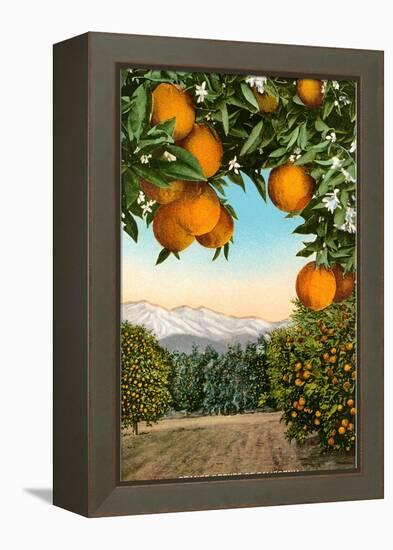 Orange Grove with Mountains in Background-null-Framed Stretched Canvas
