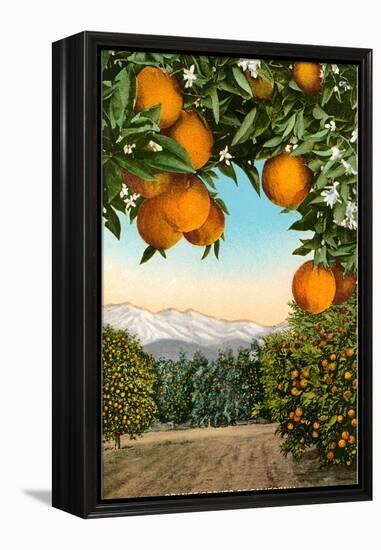 Orange Grove with Mountains in Background-null-Framed Stretched Canvas