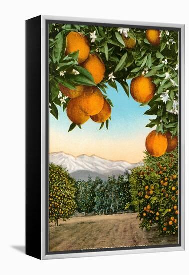 Orange Grove with Mountains in Background-null-Framed Stretched Canvas