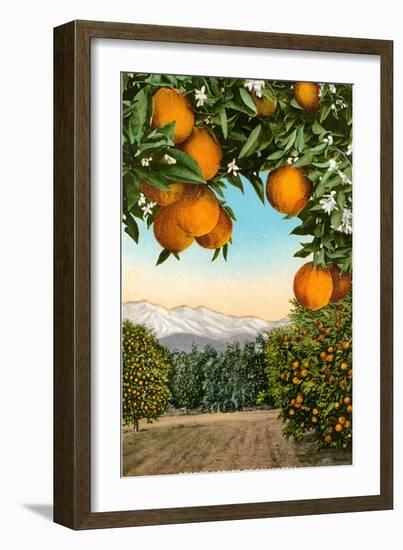 Orange Grove with Mountains in Background-null-Framed Premium Giclee Print