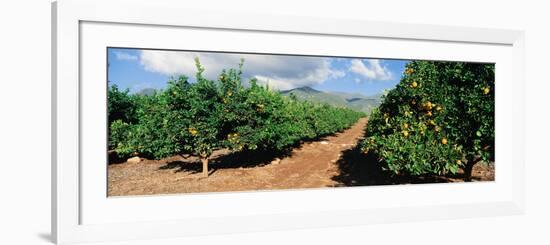 Orange Grove-null-Framed Photographic Print