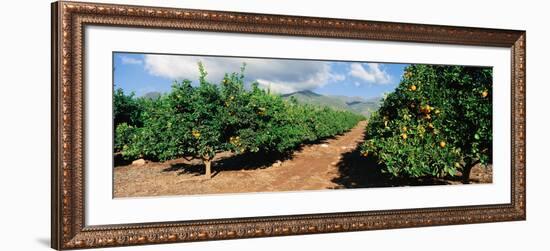 Orange Grove-null-Framed Photographic Print