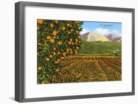 Orange Groves, Ojai-null-Framed Art Print