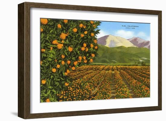 Orange Groves, Ojai-null-Framed Art Print