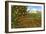 Orange Groves, Ojai-null-Framed Art Print