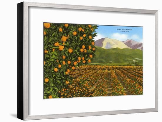 Orange Groves, Ojai-null-Framed Art Print