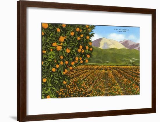Orange Groves, Ojai-null-Framed Art Print