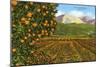 Orange Groves, Ojai-null-Mounted Art Print