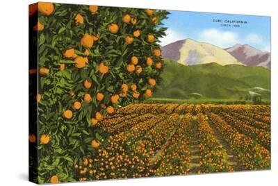 Orange Groves, Ojai Art Print | Art.com