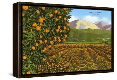 orange-groves-ojai_u-l-