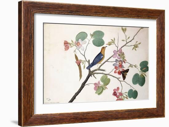 Orange-Headed Ground Thrush, 1778-Zayn al-Din-Framed Giclee Print