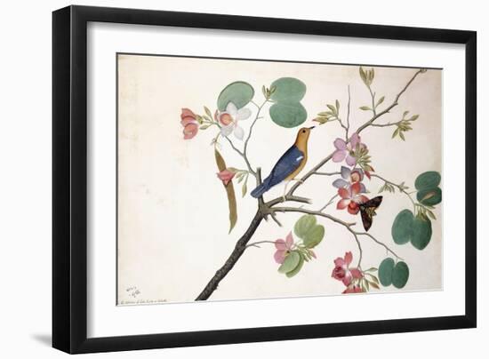 Orange-Headed Ground Thrush, 1778-Zayn al-Din-Framed Giclee Print