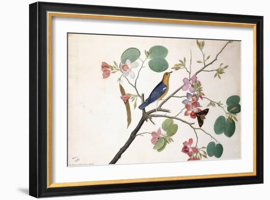 Orange-Headed Ground Thrush, 1778-Zayn al-Din-Framed Giclee Print