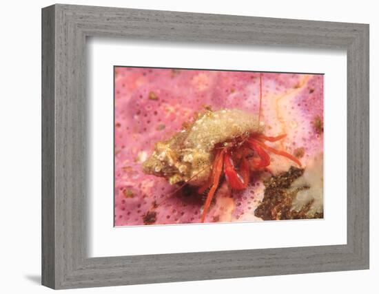 Orange Hermit Crab, Saint Lazerius Island, Alaska, USA-Stuart Westmorland-Framed Photographic Print