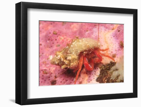 Orange Hermit Crab, Saint Lazerius Island, Alaska, USA-Stuart Westmorland-Framed Photographic Print