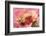 Orange Hermit Crab, Saint Lazerius Island, Alaska, USA-Stuart Westmorland-Framed Photographic Print