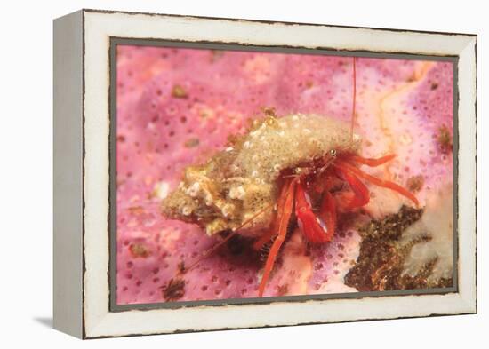 Orange Hermit Crab, Saint Lazerius Island, Alaska, USA-Stuart Westmorland-Framed Premier Image Canvas