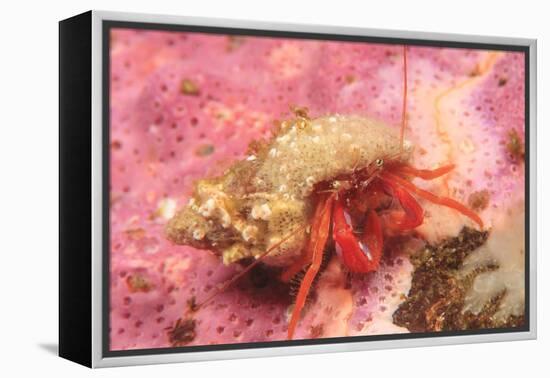 Orange Hermit Crab, Saint Lazerius Island, Alaska, USA-Stuart Westmorland-Framed Premier Image Canvas