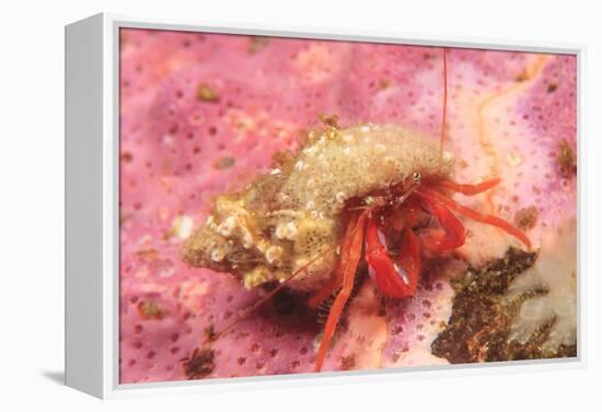 Orange Hermit Crab, Saint Lazerius Island, Alaska, USA-Stuart Westmorland-Framed Premier Image Canvas