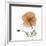 Orange Iceland Poppy-Albert Koetsier-Framed Premium Giclee Print