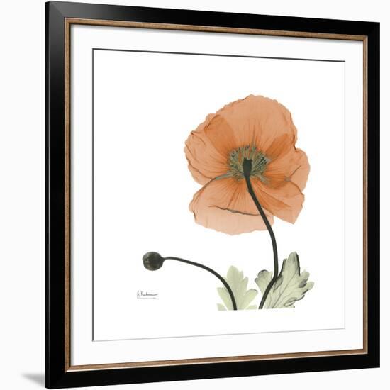 Orange Iceland Poppy-Albert Koetsier-Framed Premium Giclee Print