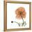 Orange Iceland Poppy-Albert Koetsier-Framed Stretched Canvas