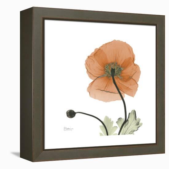 Orange Iceland Poppy-Albert Koetsier-Framed Stretched Canvas