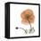 Orange Iceland Poppy-Albert Koetsier-Framed Stretched Canvas