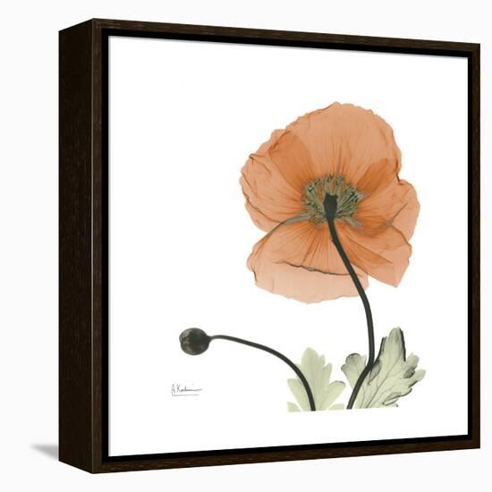 Orange Iceland Poppy-Albert Koetsier-Framed Stretched Canvas