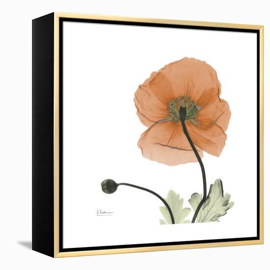 Orange Iceland Poppy-Albert Koetsier-Framed Stretched Canvas