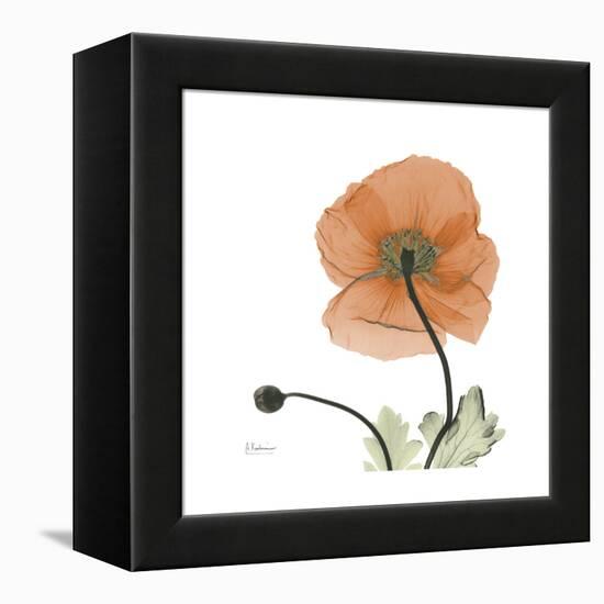 Orange Iceland Poppy-Albert Koetsier-Framed Stretched Canvas