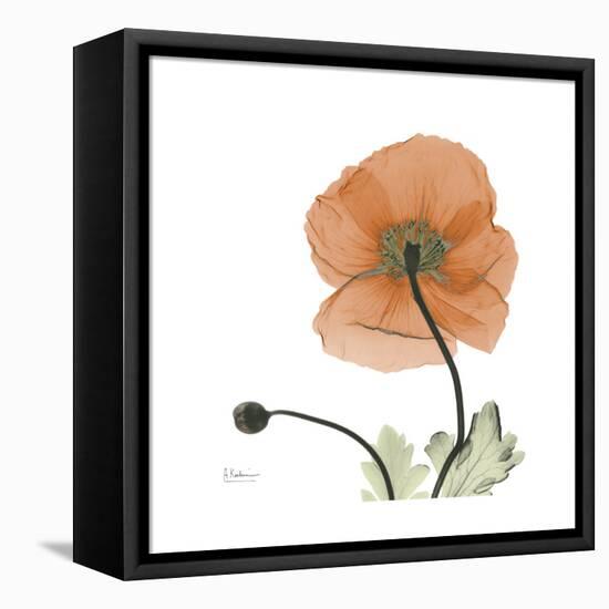 Orange Iceland Poppy-Albert Koetsier-Framed Stretched Canvas