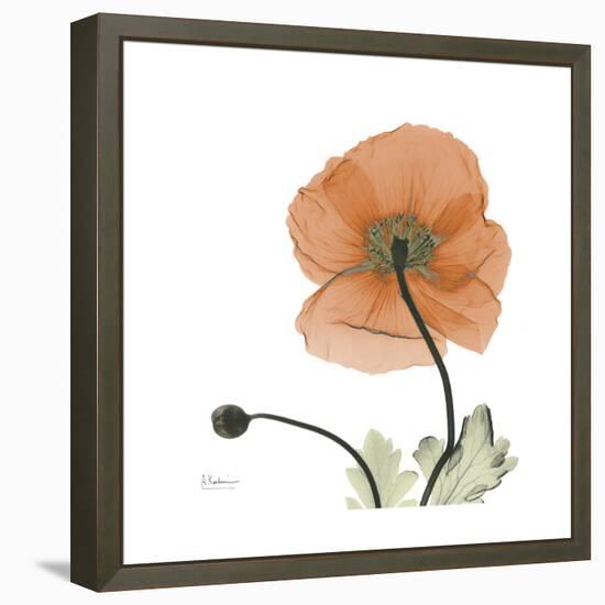Orange Iceland Poppy-Albert Koetsier-Framed Stretched Canvas