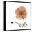 Orange Iceland Poppy-Albert Koetsier-Framed Stretched Canvas