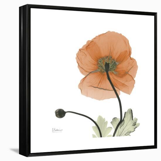 Orange Iceland Poppy-Albert Koetsier-Framed Stretched Canvas