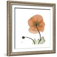 Orange Iceland Poppy-Albert Koetsier-Framed Premium Giclee Print
