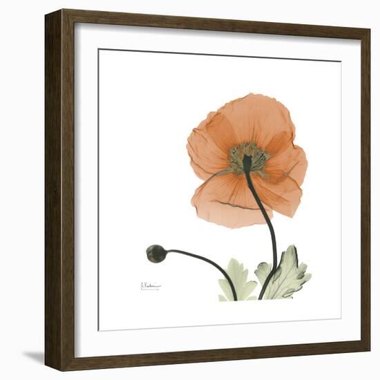 Orange Iceland Poppy-Albert Koetsier-Framed Premium Giclee Print