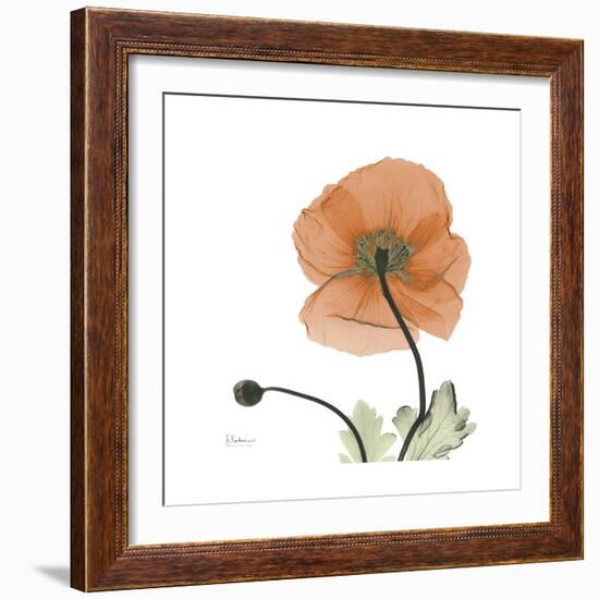 Orange Iceland Poppy-Albert Koetsier-Framed Premium Giclee Print