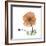 Orange Iceland Poppy-Albert Koetsier-Framed Premium Giclee Print