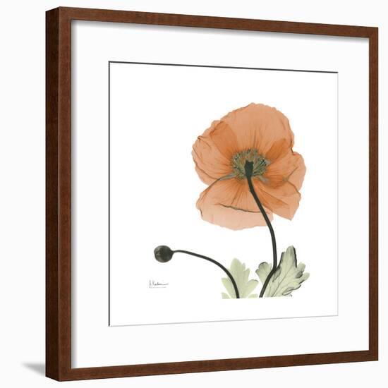 Orange Iceland Poppy-Albert Koetsier-Framed Premium Giclee Print