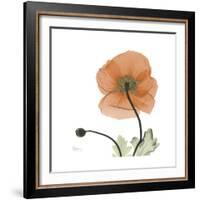 Orange Iceland Poppy-Albert Koetsier-Framed Premium Giclee Print