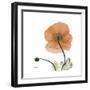 Orange Iceland Poppy-Albert Koetsier-Framed Premium Giclee Print