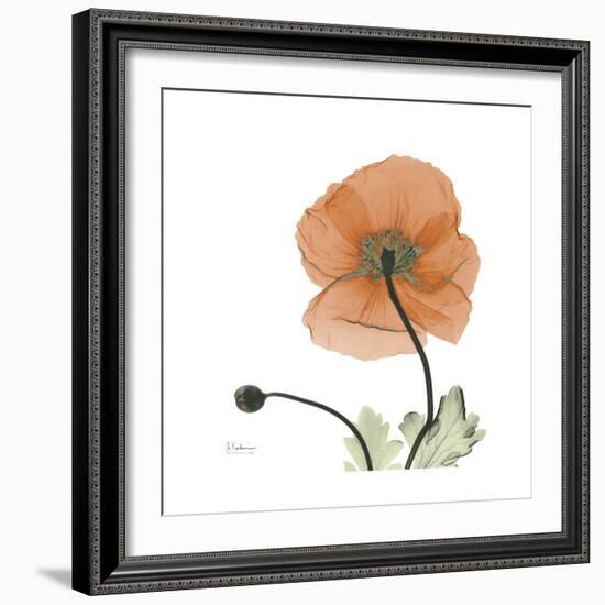 Orange Iceland Poppy-Albert Koetsier-Framed Premium Giclee Print