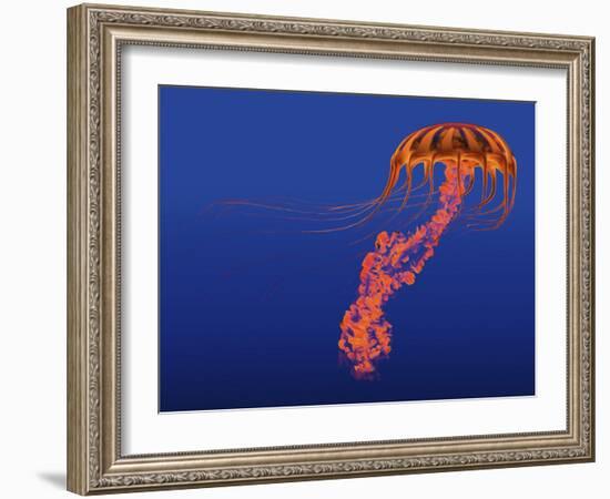 Orange Jellyfish Illustration-Stocktrek Images-Framed Art Print