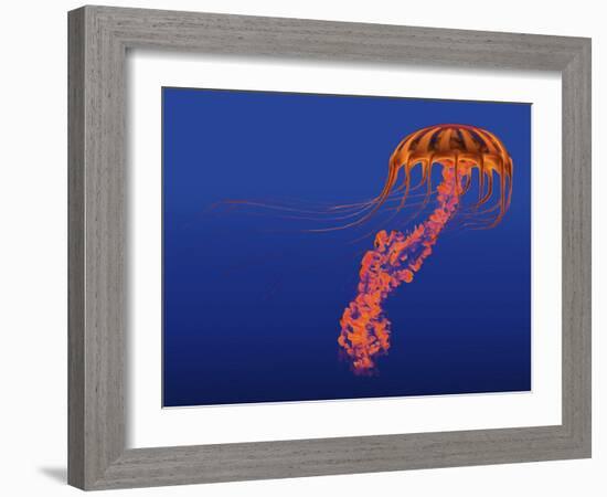 Orange Jellyfish Illustration-Stocktrek Images-Framed Art Print