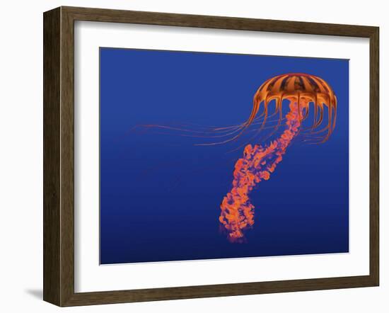 Orange Jellyfish Illustration-Stocktrek Images-Framed Art Print