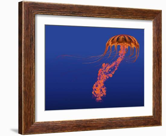 Orange Jellyfish Illustration-Stocktrek Images-Framed Art Print