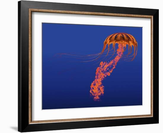 Orange Jellyfish Illustration-Stocktrek Images-Framed Art Print